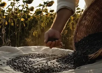 ŞOK Marketler ve Google'dan Türkiye'nin İlk Yapay Zeka Reklam Filmi